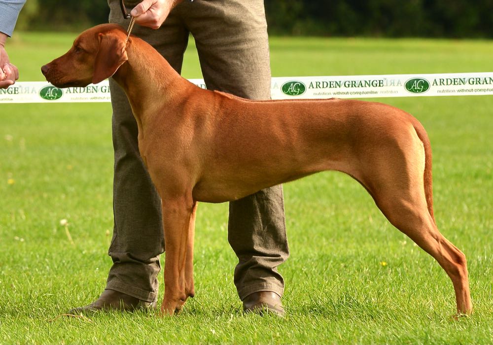 Show Ridgeback Open show 2021 - The Southern Rhodesian Ridgeback Association